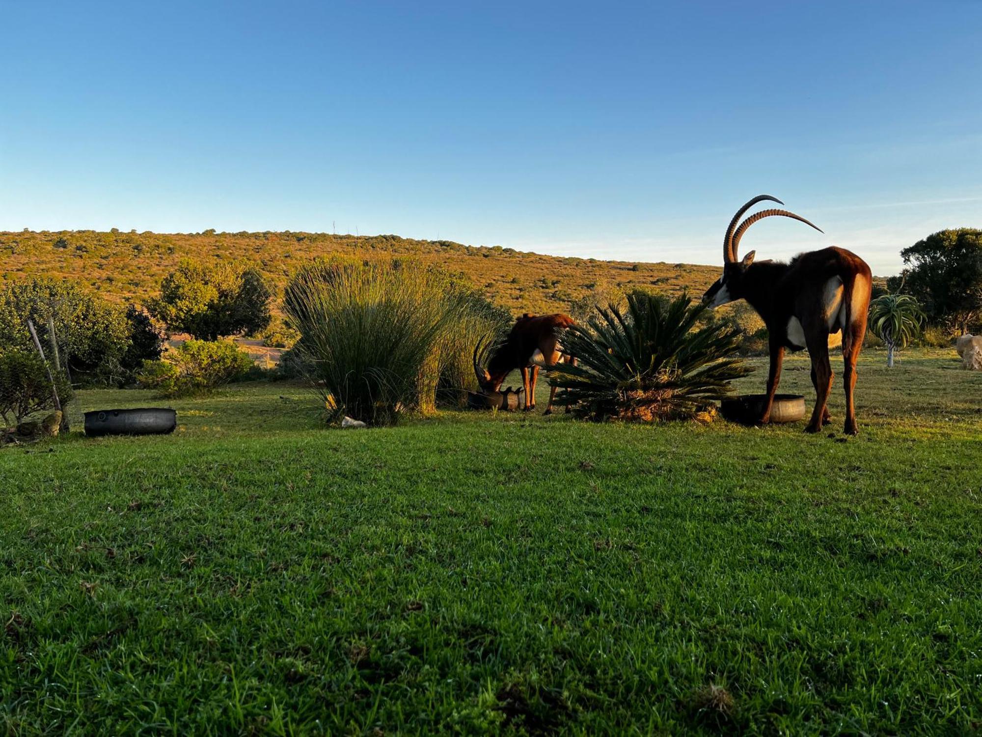 شقة Baardbos Private Game Reserve ستيلباي المظهر الخارجي الصورة