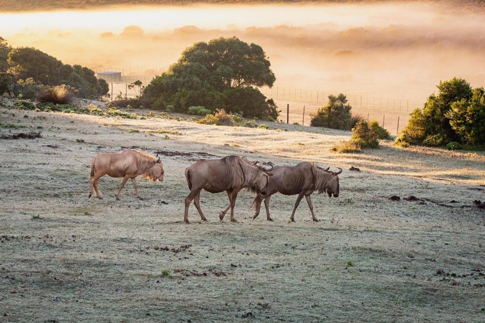 شقة Baardbos Private Game Reserve ستيلباي المظهر الخارجي الصورة